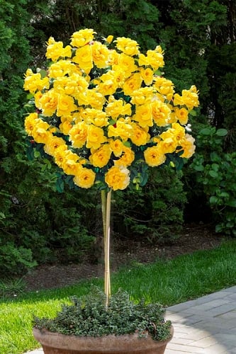Sparkle & Shine Yellow Tree Rose - 7 Gallon Pot