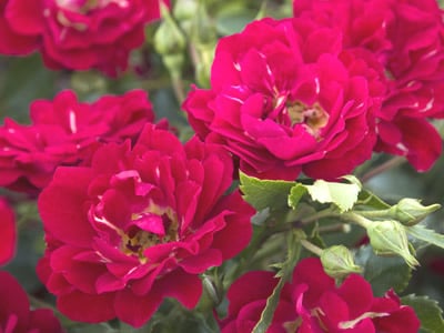 Rose Groundcovers