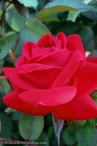 Red Double Knock Out Rose - 1 Gallon Pot