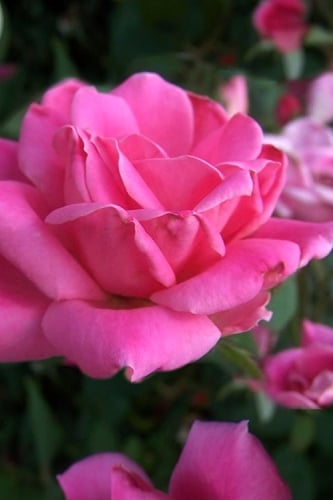 Pink Double Knock Out Rose - 1 Gallon Pot