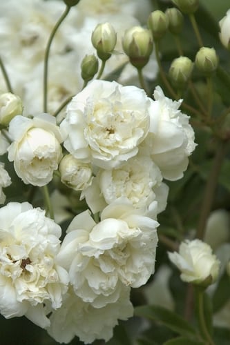 Lady Banks White Rose - 5 Gallon Pot