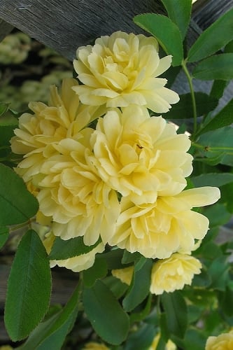 Lady Banks Yellow Rose - 1 Gallon Pot