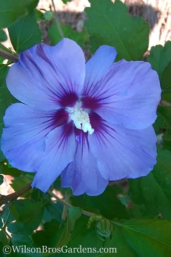 Blue Satin Rose of Sharon - Hibiscus - Althea - 2 Gallon Pot