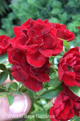 Red Cascade Miniature Climbing Rose - 1 Gallon Pot