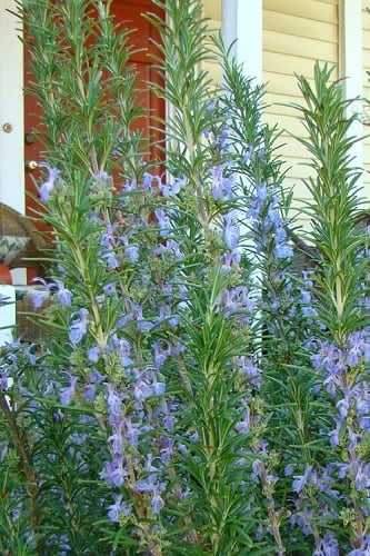 Barbeque Rosemary Plant - 1 Gallon Pot