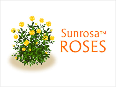 Sunrosa Dwarf Roses