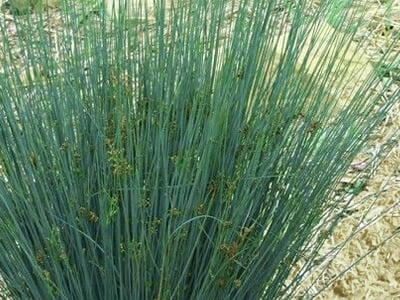 Rush Grasses | Juncus