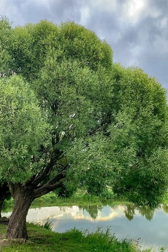 Black Willow Tree (Salix nigra) - 1 Gallon Pot