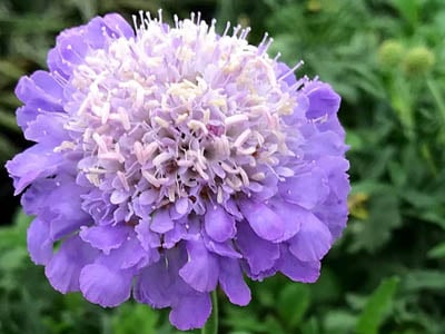 Scabiosa | Pincushion Flower