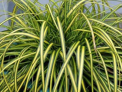 Sedge Grasses | Acorus & Carex
