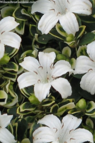 Variegated Snowbush (Serissa japonica) - 1 Gallon Pot