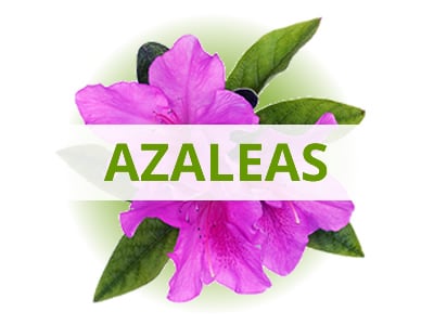 Shop Azaleas By USDA Zone