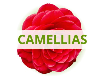 Shop Camellias By USDA Zone