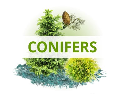 Shop Junipers & Conifers By USDA Zone
