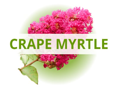 Shop Crape Myrtles By USDA Zone