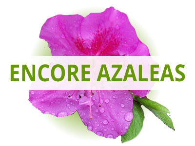 Shop Encore Azaleas By USDA Zone