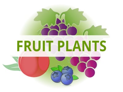 Shop Fruit Trees & Plants By USDA Zone