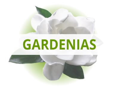 Shop Gardenias By USDA Zone