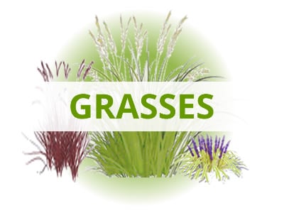 Shop Grasses By USDA Zone