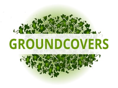 Shop Groundcovers By USDA Zone
