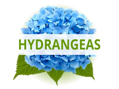 Shop Hydrangeas By USDA Zone