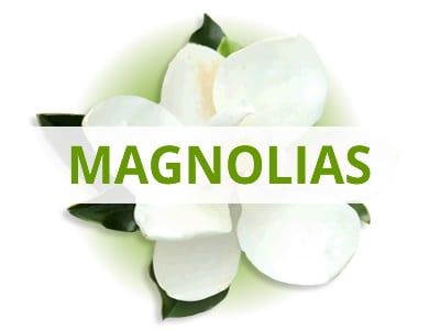 Shop Magnolia Trees By USDA Zone