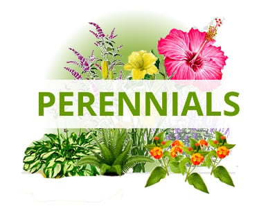 Shop Perennials By USDA Zone