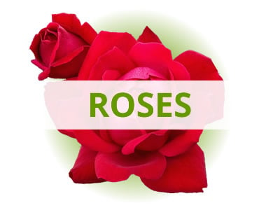 Shop Roses By USDA Zone