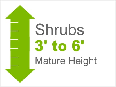 Shrubs 3-6' Height