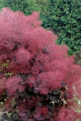 Royal Purple Smoke Tree (Smokebush) - Cotinus coggygria - 3 Gallon Pot