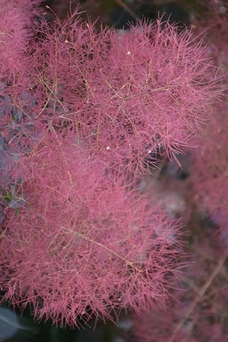 Grace Pink Flowering Smoke Tree - 3 Gallon Pot