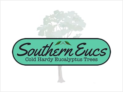 Southern Euc Eucalyptus