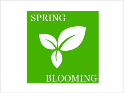 Spring Blooming Clematis