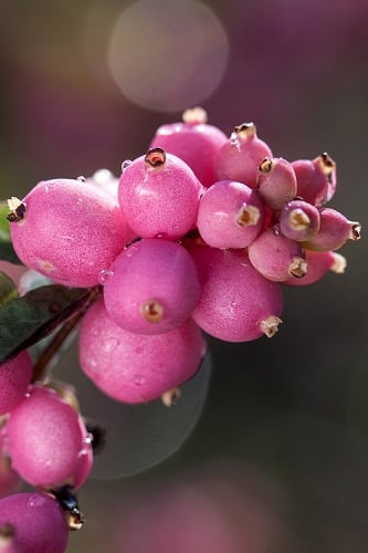 Candy Coralberry Bush (Symphoricarpos) - 3 Gallon Pot