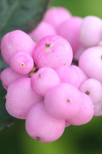 Proudberry Coralberry Bush (Symphoricarpos) - 3 Gallon Pot