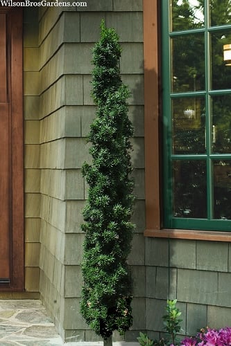 Beanpole Columnar Yew (Taxus media) - 1 Gallon Pot