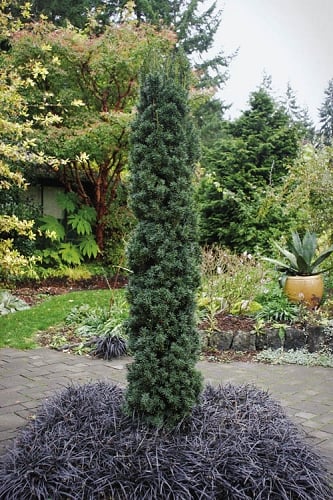 Maureen Columnar Yew (Taxus hybrid) - 1 Gallon Pot