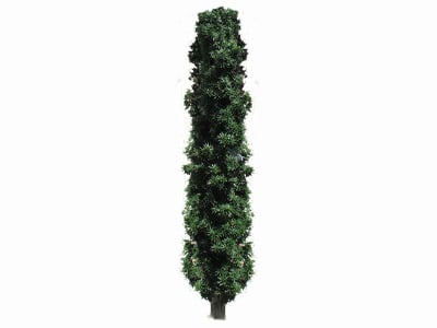 Yews | Taxus