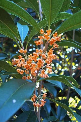 Apricot Echo Tea Olive - Osmanthus fragrans aurantiacus - 3 Gallon Pot
