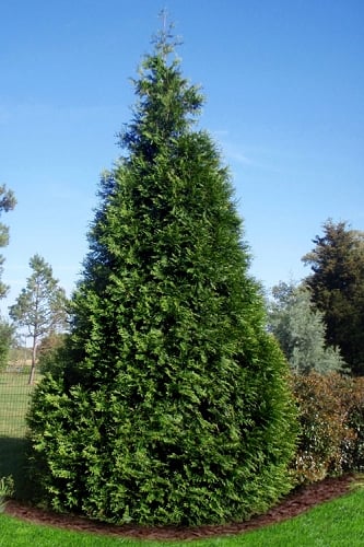 Green Giant Arborvitae - 1 Gallon Pot