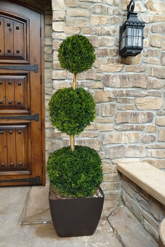 Emerald Green Arborvitae Poodle Tier Topiary (3 Ball) - 5 Gallon Pot