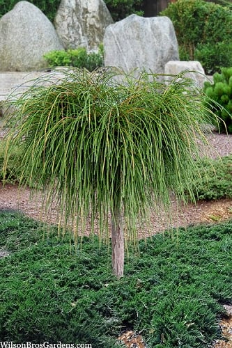 Whipcord Arborvitae (Single Trunk Topiary Tree) - 2 Gallon Pot