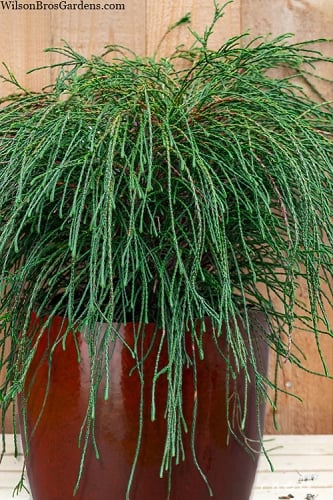 Whipcord Arborvitae - Thuja plicata 'Whipcord' -1 Gallon Pot