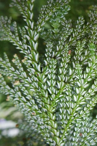 Hiba Arborvitae (Thujopsis dolabrata) - 3 Gallon Pot