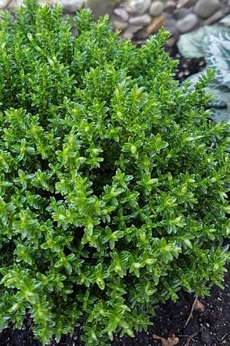 English Thyme (Thymus vulgaris) - 6 Pack of Pint Pots