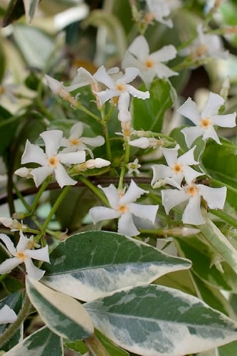 Variegated Confederate Jasmine - Trachelospermum jasminoides - 3 Gallon Pot