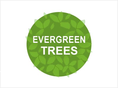 Evergreen Trees
