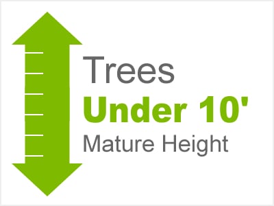 Trees 10' Under