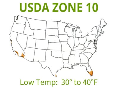 Gardenias | USDA Zones 10 & 11