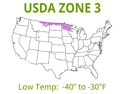 Conifers | USDA Zone 3